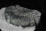 Drotops Trilobite Fossil - Nice Eye Preservation #25831-5